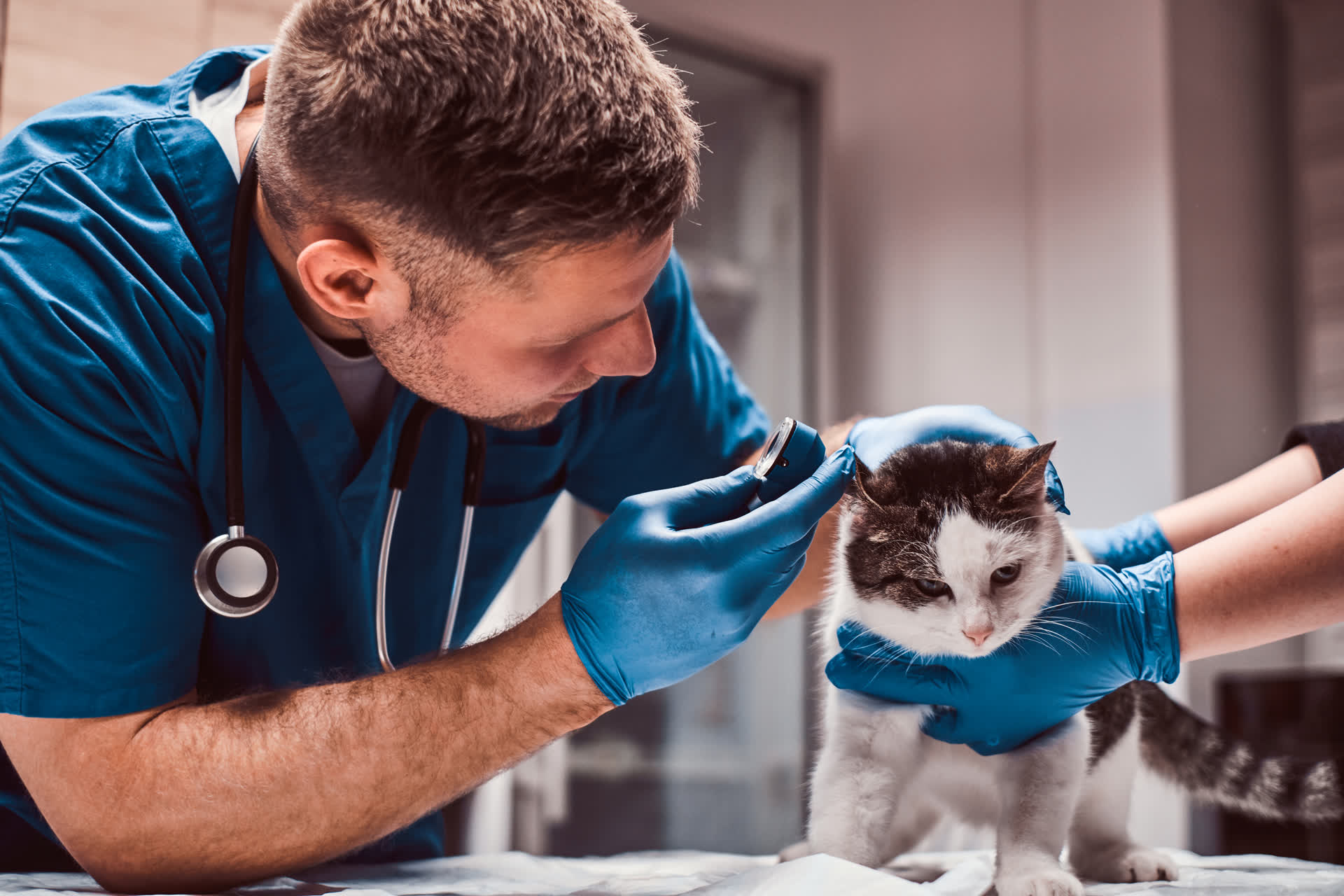 Veterinário examinando gato